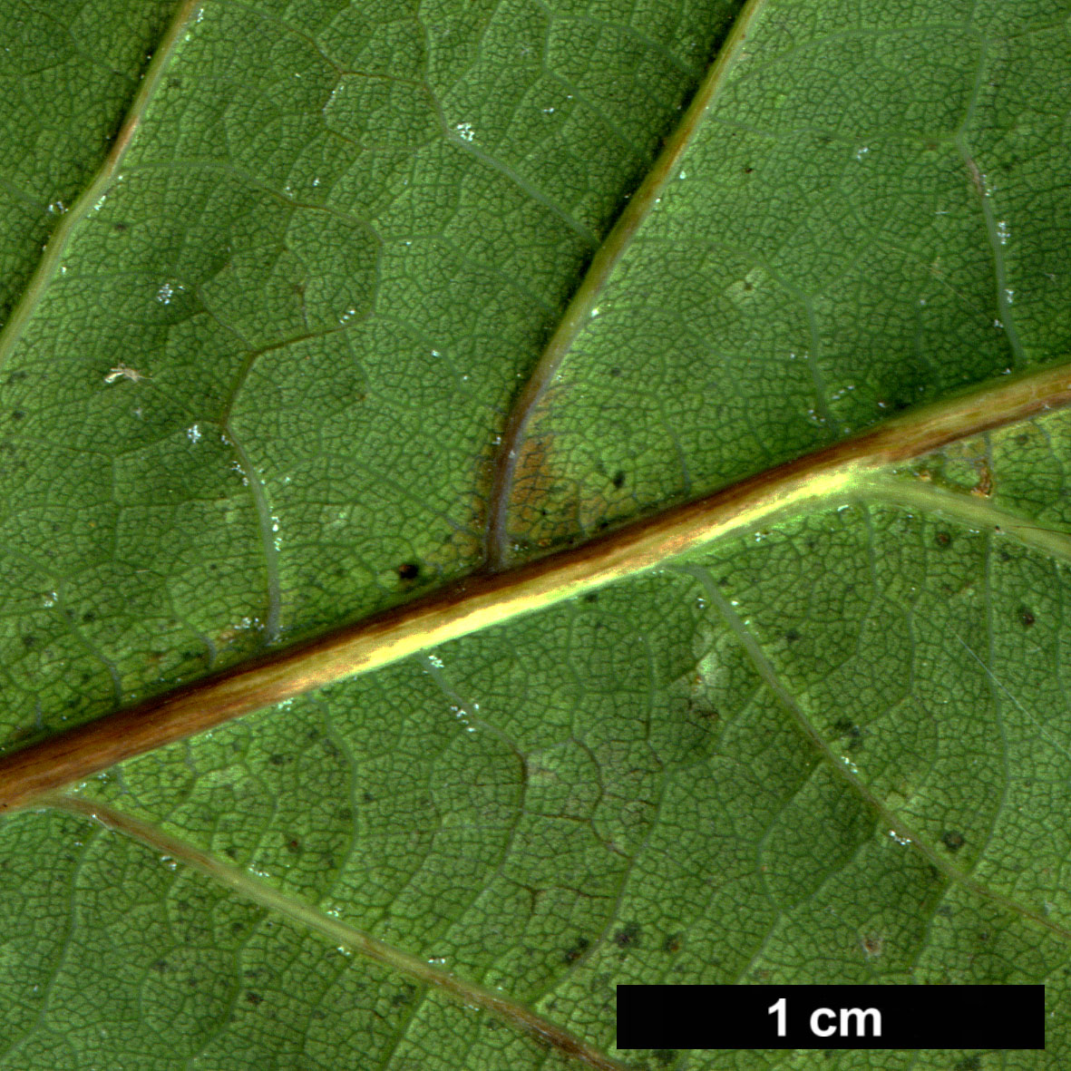 High resolution image: Family: Fagaceae - Genus: Quercus - Taxon: ×rosacea - SpeciesSub: 'Columna' (Q.petrea × Q.robur)